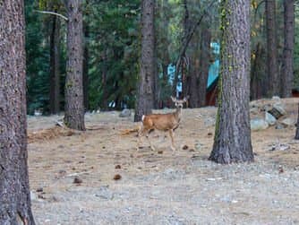 Signature hole at Grizzly Ranch Golf Club Signature hole at Grizzly Ranch Golf Club